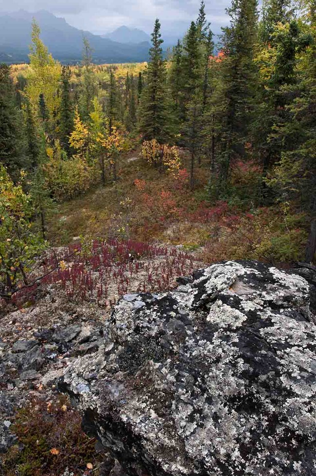Boreal forest in the fall, Denali National Park