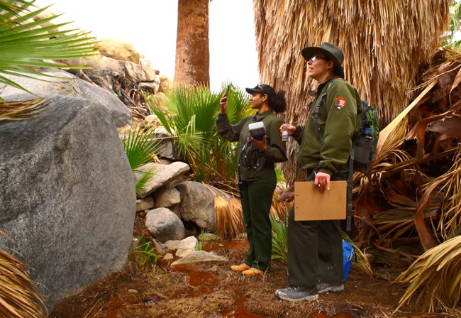 Two biologists holding equipment and a clipboard in a small area surrounded by palms