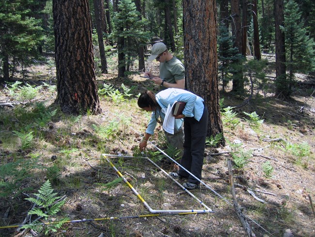 Two people in a ponderosa pine forest. There are branches, pine needles and green ferns on the ground. A woman is bending over a white frame that is laid out along measuring tape and pointing at the ground. A man is standing beside her, writing on a pad.
