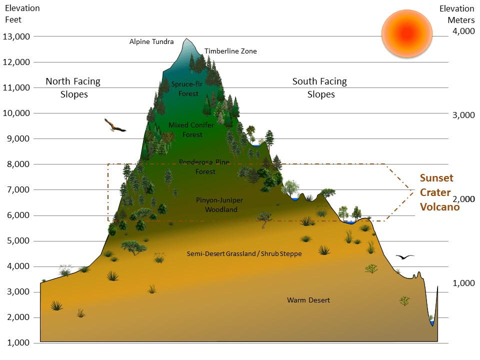 Sunset Crater Volcano life zones Graphic of a mountain divided into vegetation zones by elevation, with the wide range of elevations that correspond to Sunset Crater Volcano National Monument highlighted