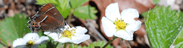 hairstreak on strawberry blossoms