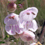 Pink Penstemon