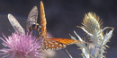 Butterfly on thistle in Chisos Basin Butterfly on thistle in Chisos Basin