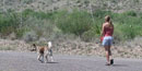Dogs must be kept on a leash at all times