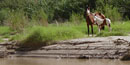 Trespass livestock along the Rio Grande Trespass livestock along the Rio Grande