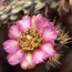 Cactus flower