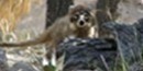 Coati in the oak trees Coati in the oak trees