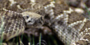 A coiled rattler waits patiently for its prey. A coiled rattler waits patiently for its prey.