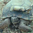 Desert tortoise with radio transmitter Desert tortoise with radio transmitter