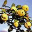 Membrillo (Quince) Membrillo (Quince)