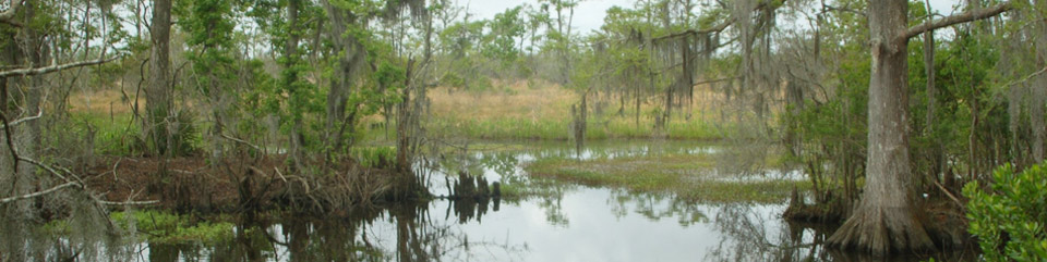 Swamp Bayou