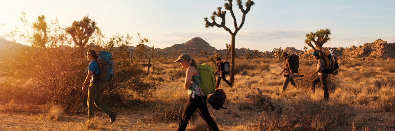 color photo of five hikers with large backpacks on walking spread apart from right to left in late afternoon light through sparse desert vegetation