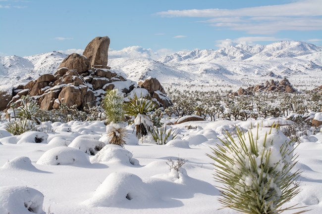 Large boulders and desert vegetation covered in snow against snow covered mountains and a blue sky.