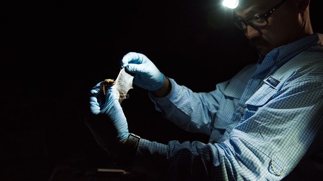 a scientist holding and studying a bat