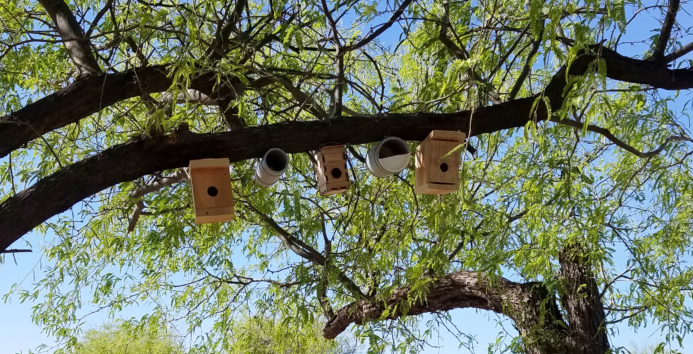 Nest Boxes installed along a tree branch A row of wooden nest boxes are installed along a mesquite branch with bright green foliage in the background.