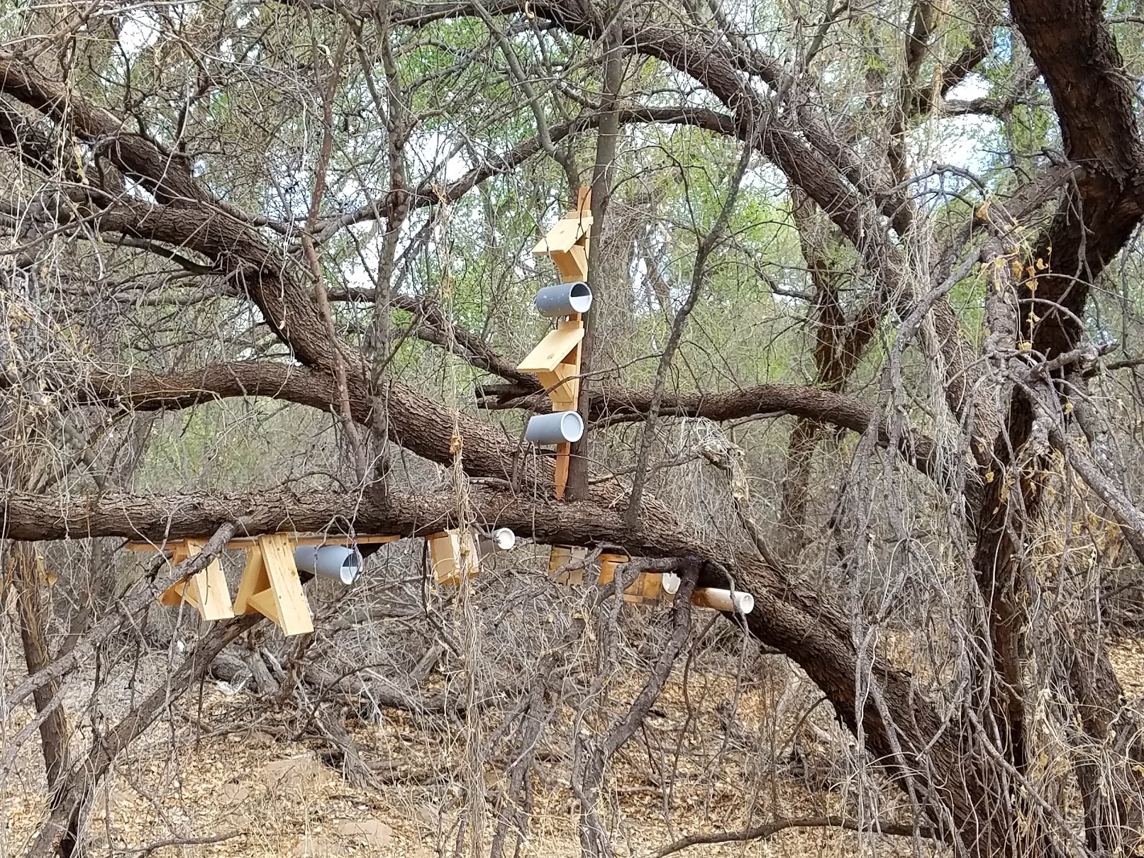 New Arrangement of Nest Boxes in Tubac Wooden nest boxes are installed on the branches of a mature mesquite tree.