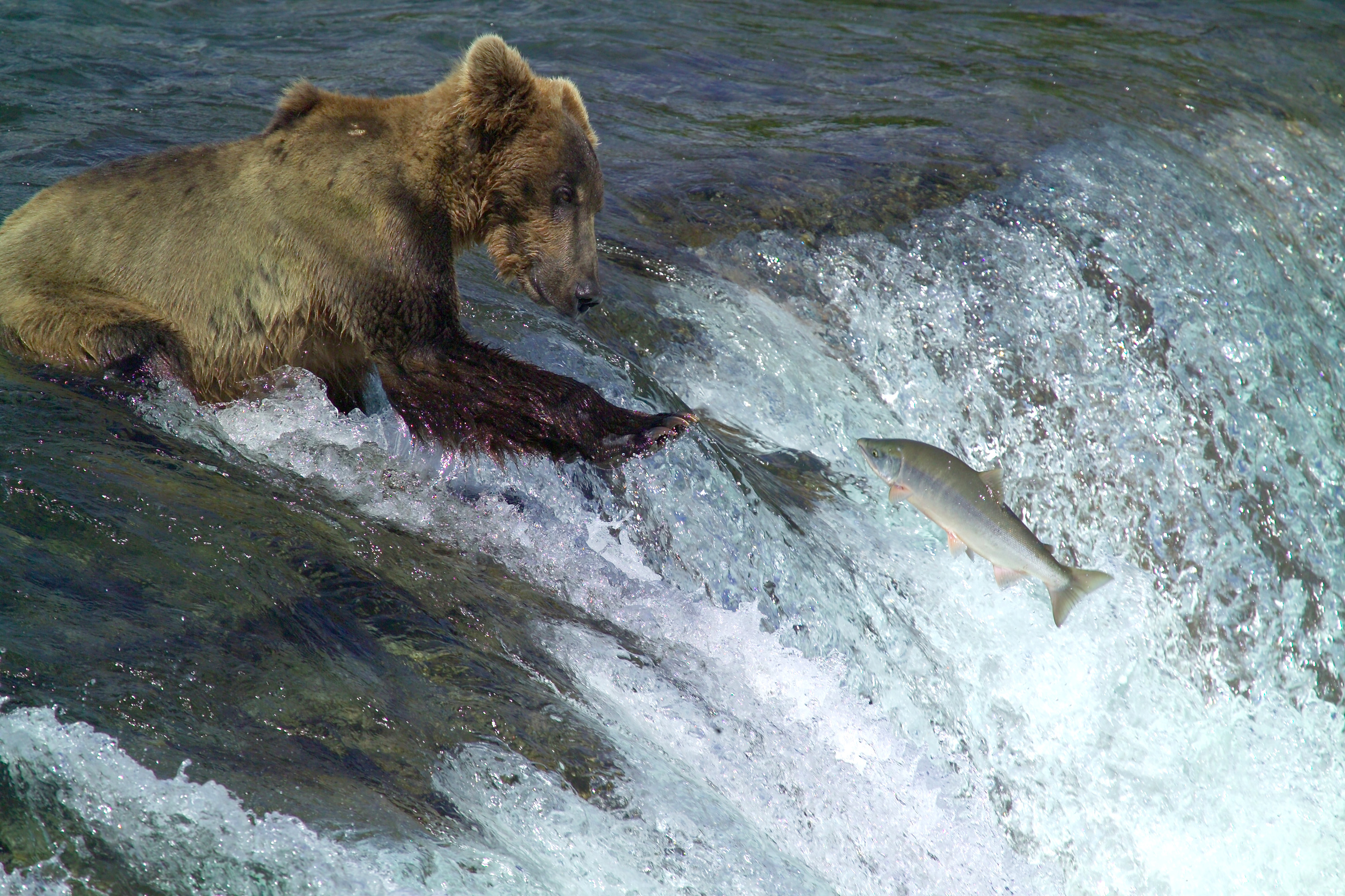 Salmon Bear
