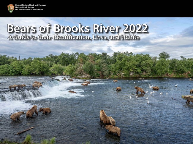 Bears of Brooks River 2022 eBook cover with picture of many bears above and below a waterfall in the river