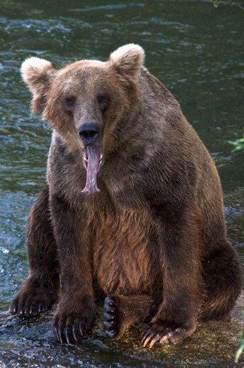 yawning bear sitting on rock in river