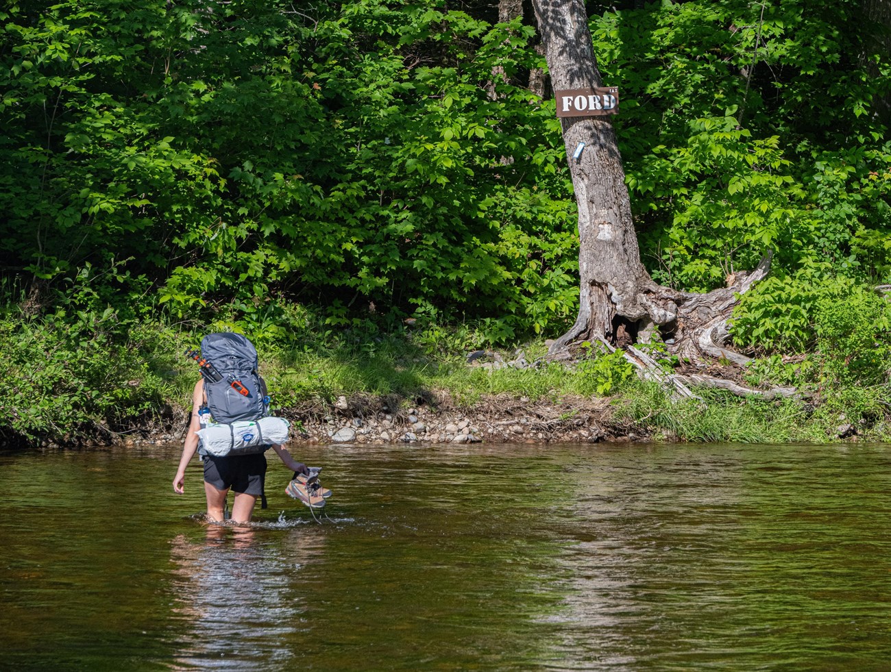 A hiker wearing a large backpack and carrying hiking boots crosses a stream with thigh-deep water towards the opposite shore.