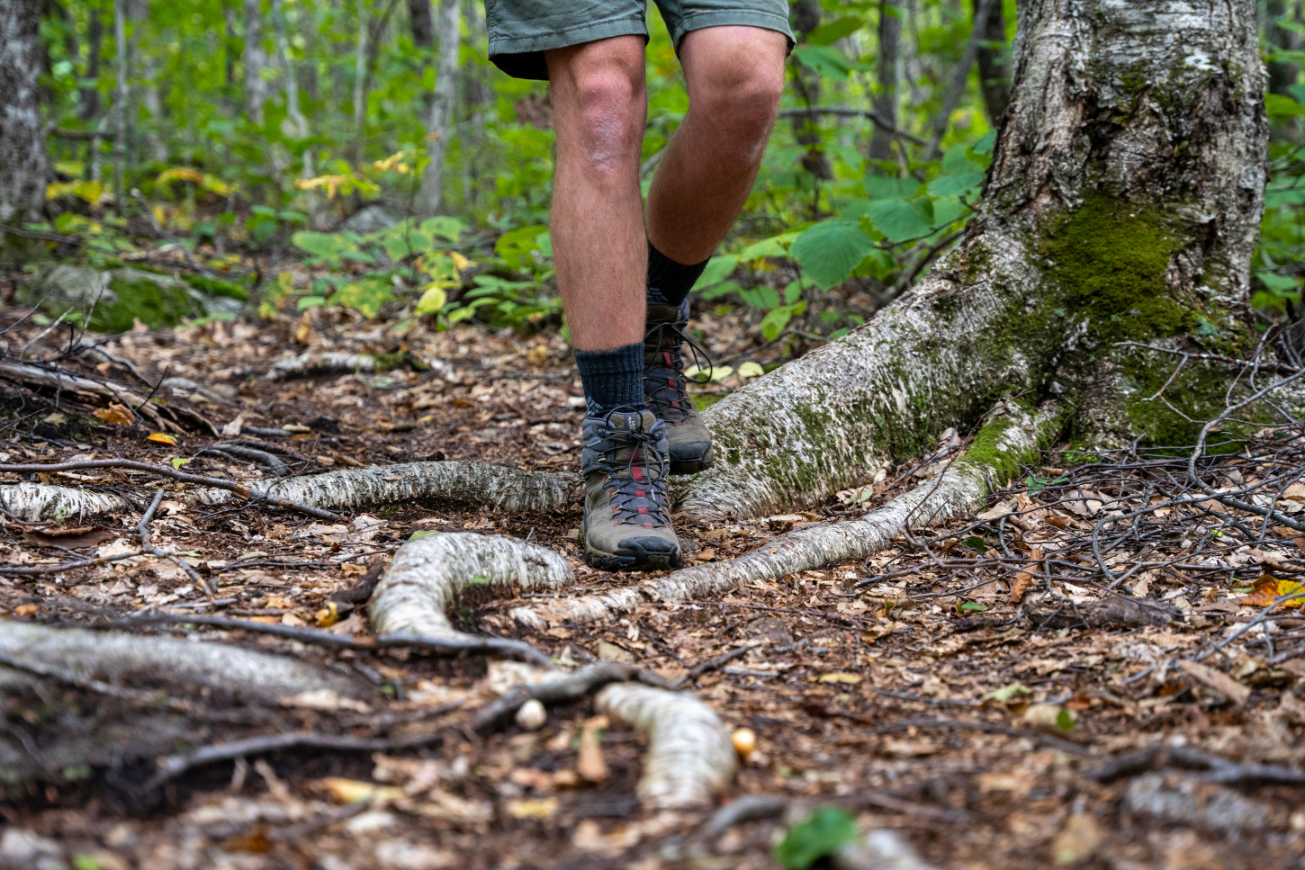 A cropped image of a hiker in green shorts stepping on and over tree roots and leaves.