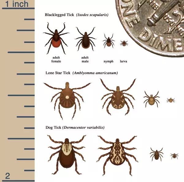 An illustrated graphic chart that shows different species of ticks. The Blacklegged tick, Lone Start Tick, and American Dog Tick are illustrated with their relative sizes at different life stages.