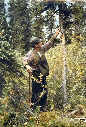 Man examines bear scratches on a small diameter tree.