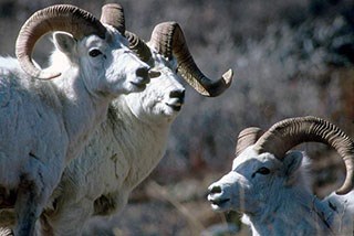 Close up photo of three wild, white sheep rams.