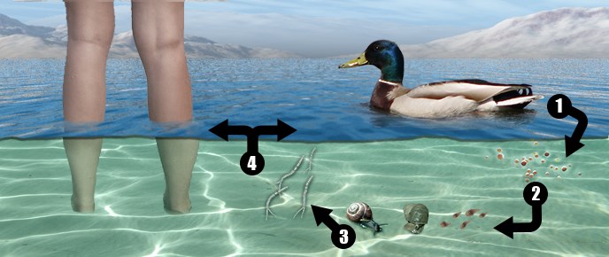Swimmers Itch Graphic