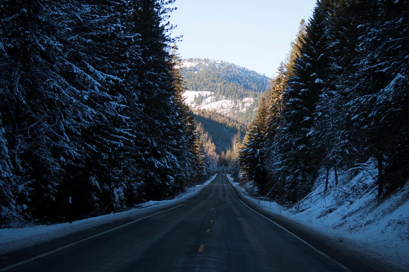 A long road through the pines during winter.