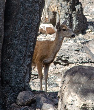 A mule deer stands amidst burned trees and ash-covered ground.