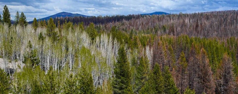 A landscape photo of conifer and aspen trees. Some trees are green and patches of trees are burned by wildfire.