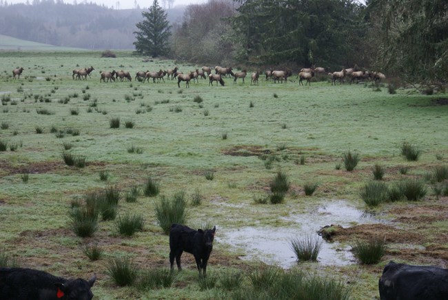 Elk in a field with cattle in the foreground