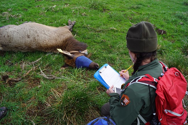 A park ranger in green uniform squats with their back to the camera while writing on a clipboard. An unconscious elk lays in the grass in front of the ranger with a blue band across it's eyes and a collar around it's neck.