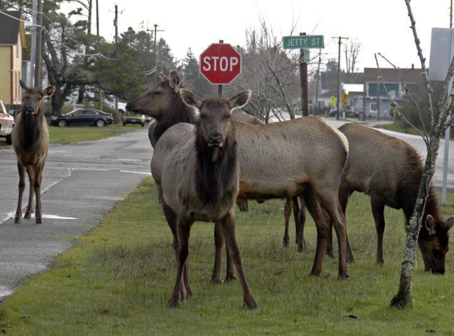 Elk standing in the road