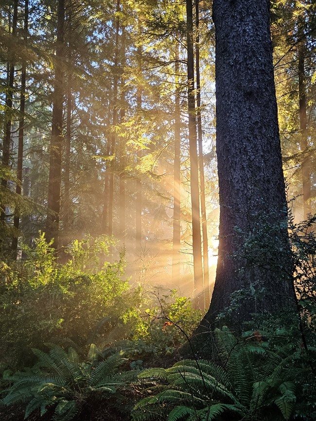 Sunlight shining through Sitka spruce forest.