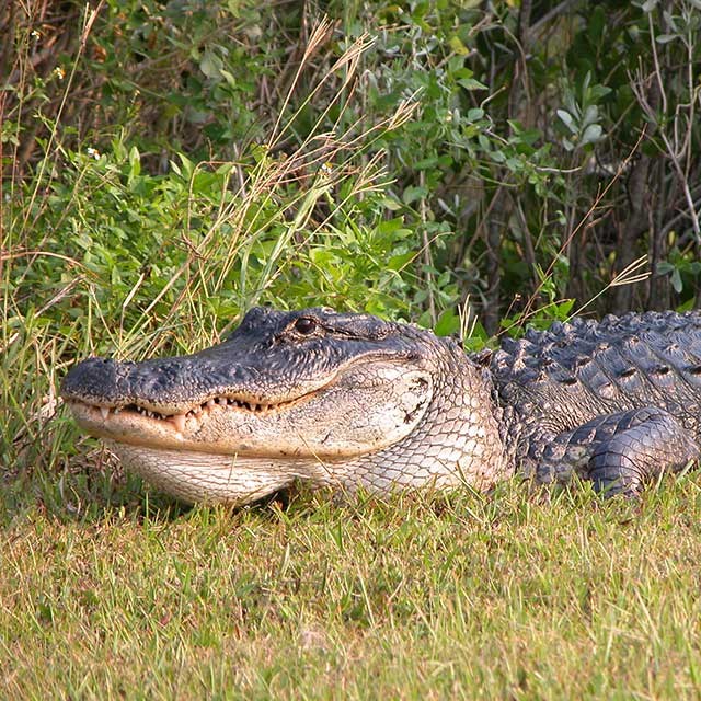 A close up photo of an American Alligator sunning itself.