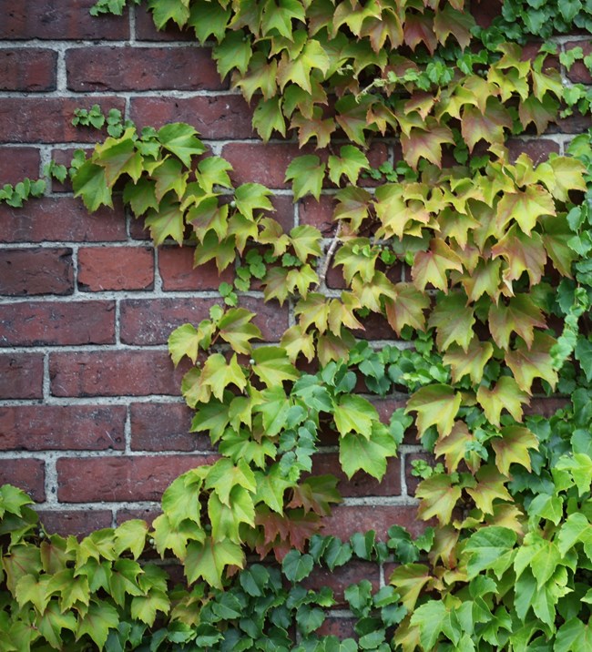 A brick wall is covered in boston ivy, green and red leaves with coming to three points each