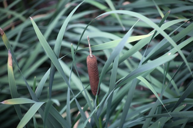 A single cattail flower, long, brown and fuzzy on the end of a long stem,