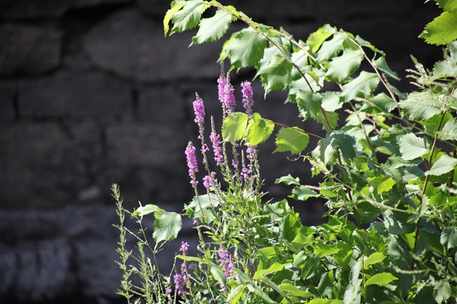 Along the side of a canal in Lowell among other plants grows a clump of small purple flowers, clustered on long thin stems