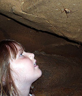 Amazed by a cave cricket