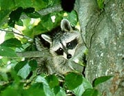 Raccoon
