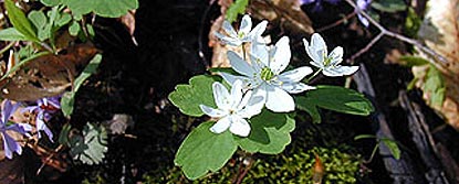 Rue Anemone and Blue Phlox