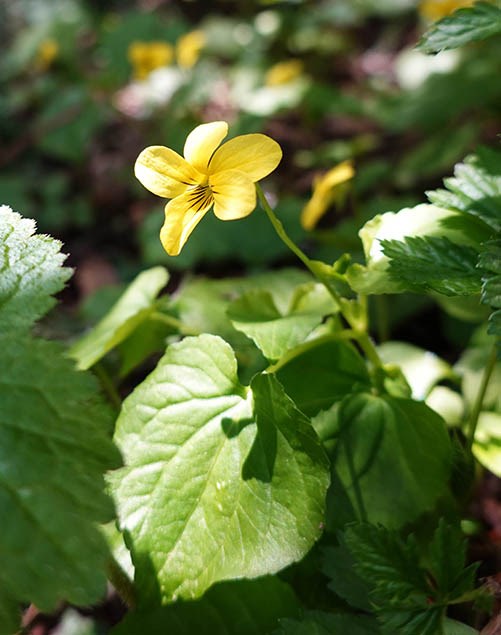A flower with five bright yellow petals, the lower petals striped with dark veins, surrounded by green leaves.