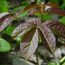 Stockton Island understory