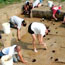 Students excavating at the Hopeton Earthworks. Students excavating at the Hopeton Earthworks.