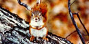 Red squirrel sitting on a branch/NPS file photo