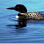 Common loon in a pond on the Seney National Wildlife Refuge (Seney NWR photo). Common loon in a pond on the Seney National Wildlife Refuge (Seney NWR photo).