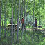 This is a typical campsite at a Michigan State Forest Campground. (Michigan DNR photo) This is a typical campsite at a Michigan State Forest Campground. (Michigan DNR photo)