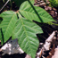 Leaves of three ... let them be. (Photo by Jennifer Anderson,USDA-NRCS Plants Database